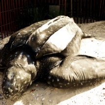 GinaMiranda-Leather back Turtle