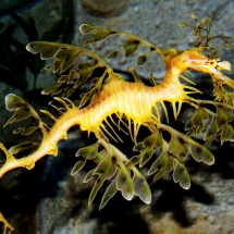 GinaMiranda-Leafy Sea Dragon