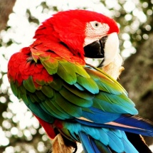 GinaMiranda-Parrot