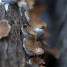 GinaMiranda-Mushrooms