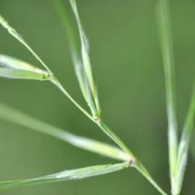 GinaMiranda-Grass