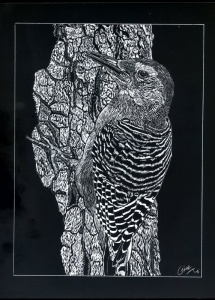 GinaMiranda-Woodpecker