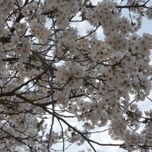 GinaMiranda-Cherry Blossoms